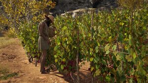 ACOd-grapepicker.jpg