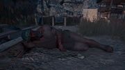 Kallias dead at Fort Koroibos