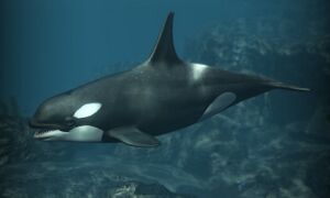 AC4 Killer Whale.jpg