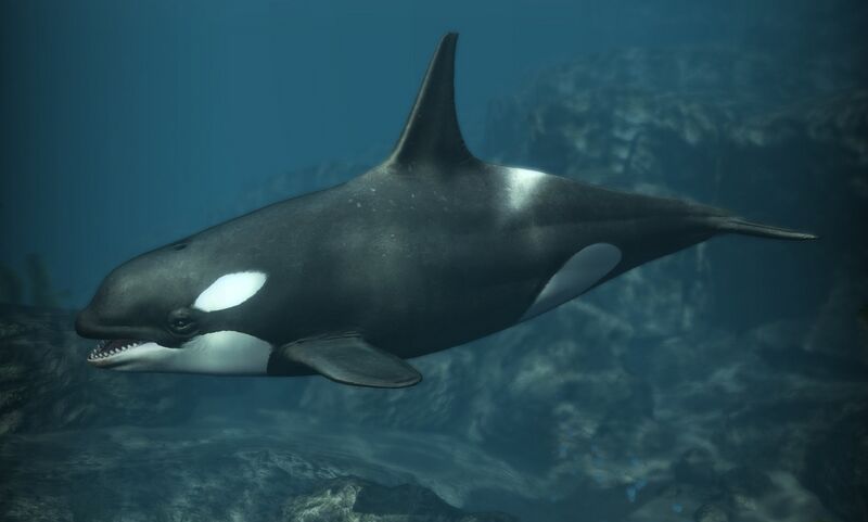 File:AC4 Killer Whale.jpg
