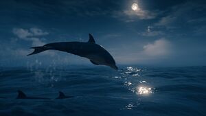 ACOd-dolphinnight.jpg