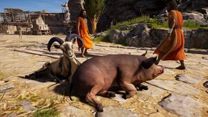 ACOd-sheeppig.jpg