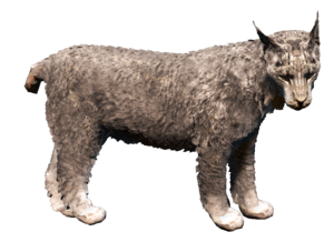 ACRogue Fauna Canadian lynx.png