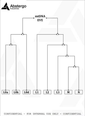 Mitochondrial eve.jpg