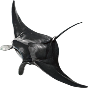ACBFR DB Manta Ray.png