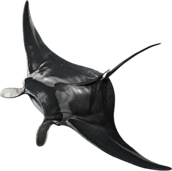 File:ACBFR DB Manta Ray.png