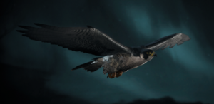 ACV Sýnin Falcon.png