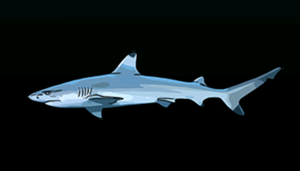 BlacktipReefSharkACP.png