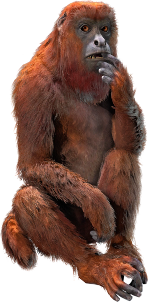 File:ACBFR DB Red Howler Monkey.png