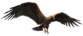 Thumbnail for version as of 23:51, 1 August 2026
