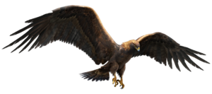 ACBFR DB Eagle.webp