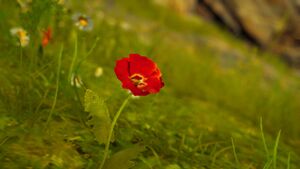 ACOd-poppy.jpg