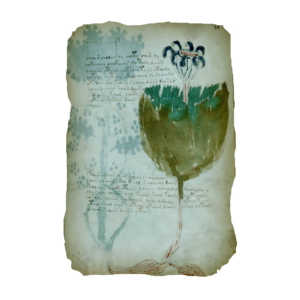 AC4BF Voynich Manuscript - Folio 35r.png