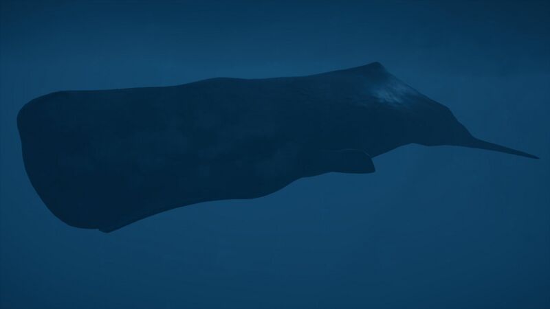 File:ACOD sperm whale.jpg