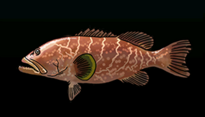 TigerGrouperACP.png