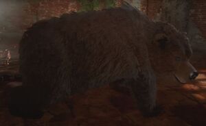 ACV Beast of the Hills.jpg