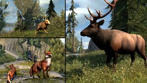 Animals to hunt in AC3.jpg