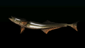 Thumbnail for version as of 00:10, 23 January 2026