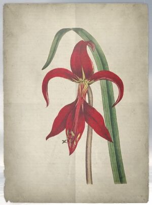 ACS DB Amaryllis.jpg