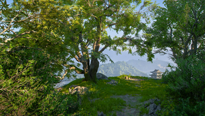 ACSH Daimyo's Vista.webp