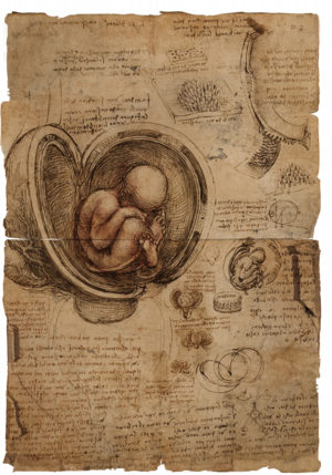 ACBFR DB The Fetus In The Womb.webp