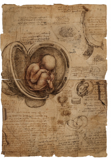 File:ACBFR DB The Fetus In The Womb.webp