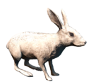 An arctic hare