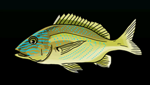 BluestripedGruntACP.png