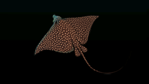 White-SpottedEagleRayACP.png