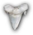 Thumbnail for version as of 00:23, 23 January 2026