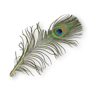 ACMir Peacock Feather.png