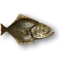Atlantic Halibut (Hippoglossus hippoglossus)