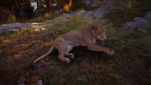 ACOd-Lioness.jpg