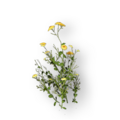 St. John's wort collected in 9th century England