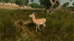 Gazelle-origins.jpg