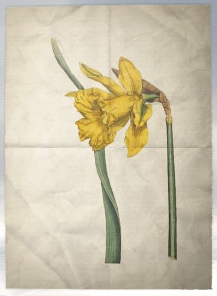 File:ACS DB Daffodil.jpg