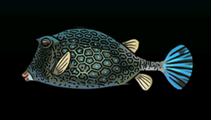 HoneycombCowfishACP.png