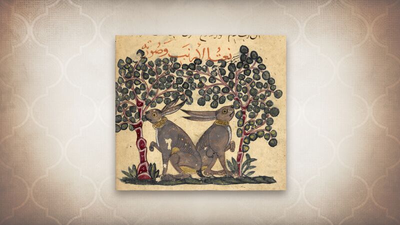 File:ACMir Book of Animals depicting two hares eating berries.jpg