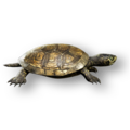Thumbnail for version as of 17:46, 14 October 2026