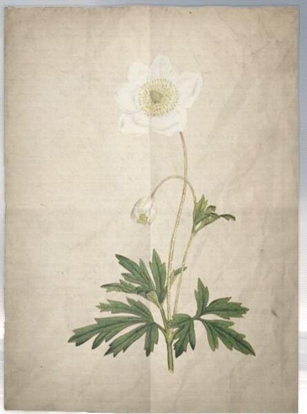 File:ACS DB Snowdrop.jpg
