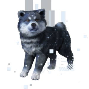 ACSH Pet Cerulean Akita Puppy.png