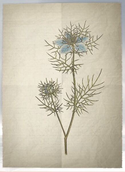 File:ACS DB Love in a Mist.jpg