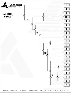 Y chromosal adam.jpg