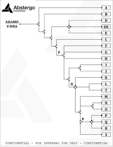 File:Y chromosal adam.jpg