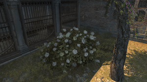ACR Bush.png