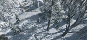 Snow covered forest in the Frontier.jpg