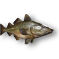Atlantic Cod (Gadus morhua)
