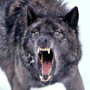Wolf angry.jpg