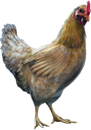 ACBFR DB Chicken.png