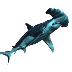 AC4DB - Hammerhead Shark.png